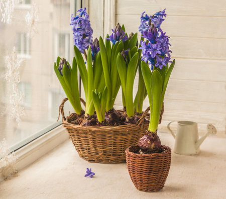 Blooming blue hyacinths in a basket on a window in winter and a white decorative watering can. Place for test. Background for banner, cover, calendar.の写真素材
