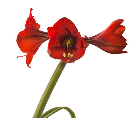 Bud of red Amaryllis (Hippeastrum) on white background isolatedの写真素材