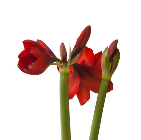 Bud of red Amaryllis (Hippeastrum) on white background isolatedの写真素材
