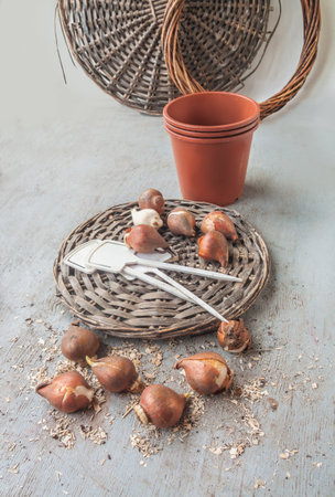 Bulbs of tulips and garden index of variety and wicker circle on gray table. Planting tulip bulbs for forcing, for flowering for holidays in winter. Space for text. Background for calendar, banner, postcard, cover.の写真素材