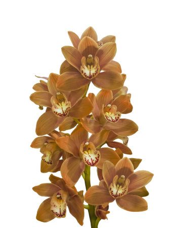 Blooming branch of orange-brown with burgundy spots colored cymbidium orchid flowers on white background isolated.の写真素材