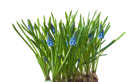 Blooming lovely muscari flowers "Atlantic" on white background isolated. Muscari or grape hyacinth on white background.の写真素材