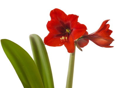 Bud of red Amaryllis (Hippeastrum) on white background isolatedの写真素材