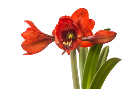 Bud of red Amaryllis (Hippeastrum) on white background isolatedの写真素材