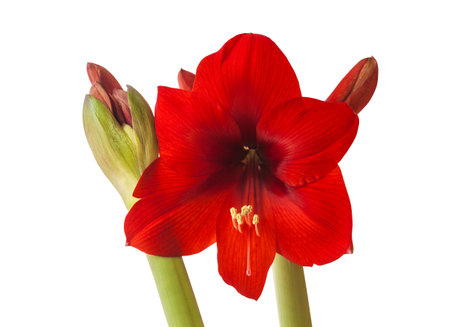 Bud of red Amaryllis (Hippeastrum) on white background isolatedの写真素材