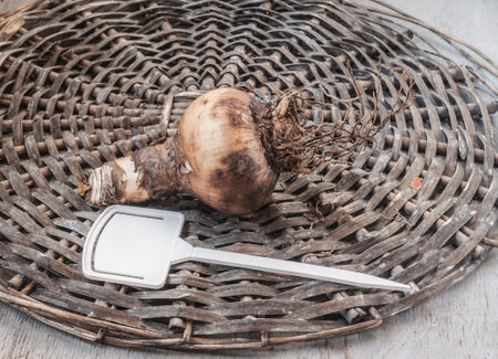 Hippeastrum (amaryllis) bulb with roots and garden plate for variety name on a wicker circleの写真素材