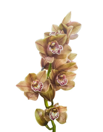 Blooming beautiful brown cymbidium orchids "Mocca" on a white background isolated.の写真素材