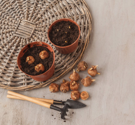 Pot with seeds and crocuses crocus bulbs and small rake and garden shovel on gray table. Flat lay. Forcing crocuses in pot. Space for text. Background for banner, cover, calendarの写真素材