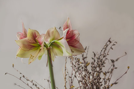 Bloom red and Lime Amaryllis (Hippeastrum) and willow branches with buds on gray background. Space for text.の写真素材