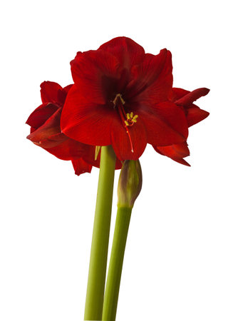 Bud dark red Amaryllis Hippeastrum on white background isolatedの写真素材
