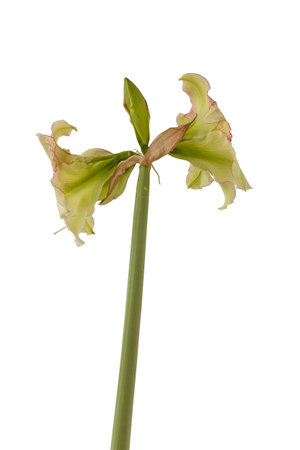 Blooming hippeastrum (amaryllis) on a white background isolatedの写真素材