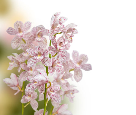 Blooming branch of white with purple spots colored cymbidium orchid flowers on on blurry background.の写真素材