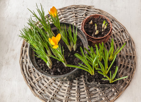 Blooming yellow botanical crocuses "Angustifolius" and muscari leaves in pots, on a wicker circle. Hello spring! Forced flowering for holidays and events of winter or early spring. Flat lay.の写真素材
