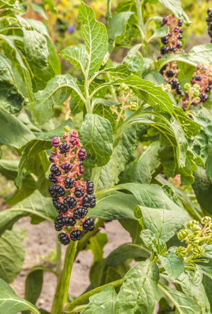Phytolacca americana or American pokeweed, poke sallet, pokeberry, dragonberries, pigeonberry weed, and inkberry, is poisonous, herbaceous perennial plant in pokeweed family Phytolaccaceae.の写真素材