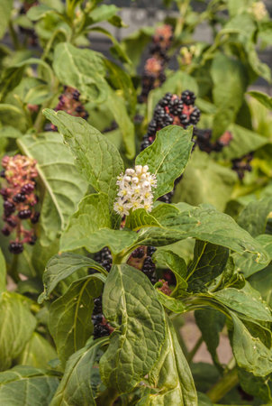 Phytolacca americana or American pokeweed, poke sallet, pokeberry, dragonberries, pigeonberry weed, and inkberry, is poisonous, herbaceous perennial plant in pokeweed family Phytolaccaceae.の写真素材