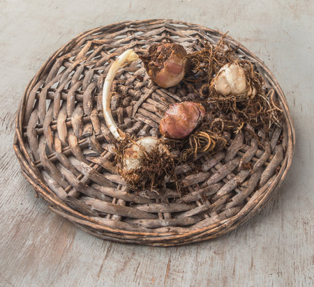 Sprouted Asiatic hybrid lilies stored on a table during winter before planting.の写真素材
