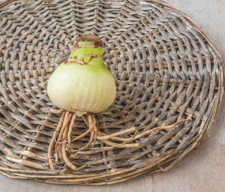 One bulb of hippeastrum (amaryllis) with roots on a wicker circle. Flat lay. Place for text. Background for cover, banner, calendar.の写真素材