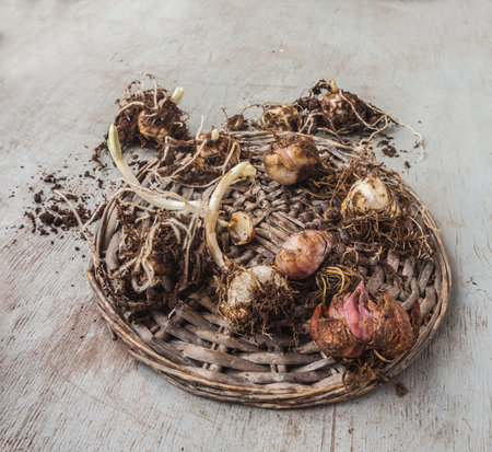 Sprouted Asiatic hybrid lilies stored on a table during winter before planting.の写真素材