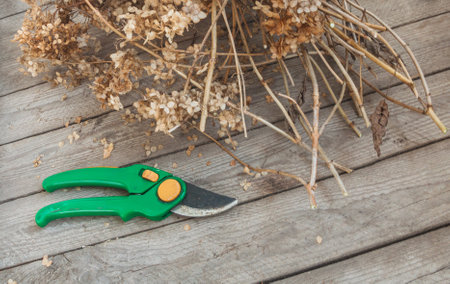 A green garden pruner with dried hydrangea branches on a rustic wooden surface. A perfect image for gardening, pruning, and seasonal plant care themes. Ideal for horticulture and landscaping projects.の写真素材