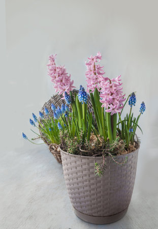 Blooming tender pink hyacinths and blue muscari in a pot, set against a gray background. Place for text.の写真素材