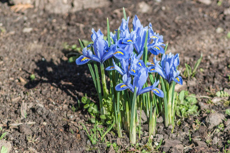Iridodictyum or iris reticulata or netted iris flowering in sunny day on garden
