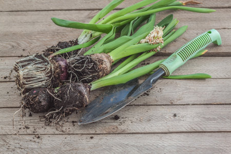 Hyacinth bulbs after forcing and a garden spade on a garden table. Transplanting plants into the garden after forcing.の写真素材