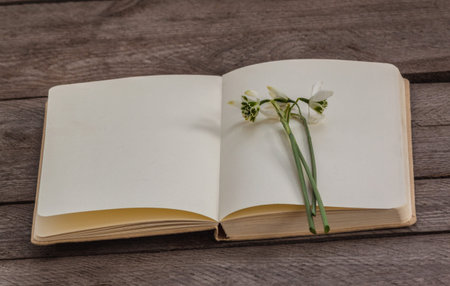 Snowdrops lie on blank pages of an open notebook, creating a soft spring mood. Empty space allows...