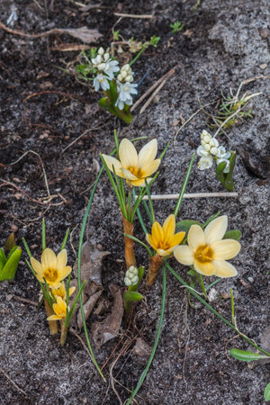 Spring primroses in the garden â delicate flowers on the ground, symbolizing spring and nature's awakening.の写真素材