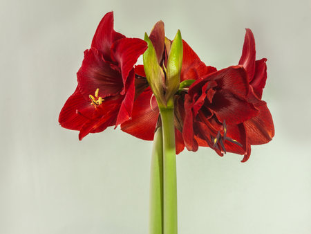 Blooming small-flowered dark red hippeastrum (amaryllis) on a gray backgroundの写真素材