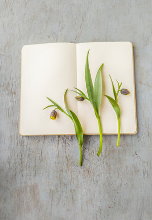 Close-up of three Fritillaria uva-vulpis stems with nodding, bell-shaped flowers resting on blank, open notebook featuring pristine white pages ready for text or notes. Soft spring aesthetic.の写真素材