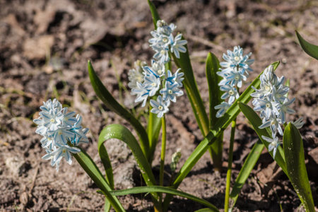 Striped squill (Puschkinia scilloides var. libanotica) blooming in a sunny spring garden. Soft blue flowers with pale stripes, glowing in warm sunlight, symbolizing renewal and growth.の写真素材
