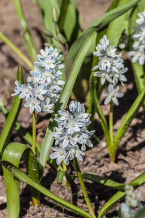 Striped squill (Puschkinia scilloides var. libanotica) blooming in a sunny spring garden. Soft blue flowers with pale stripes, glowing in warm sunlight, symbolizing renewal and growth.の写真素材