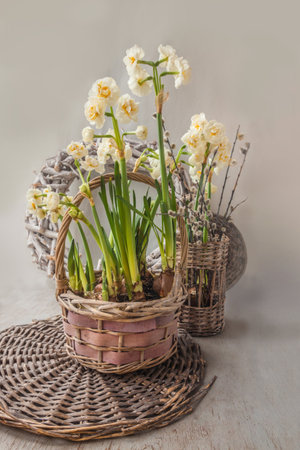 Blooming double white daffodils "Bridal Crown" in a rustic wicker basket, complemented by willow catkins and natural textures. A cozy spring still life, perfect for seasonal gardening and floral decor.の写真素材