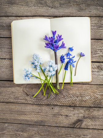 Delicate spring flower - Puschkinia, Hyacinth, Muscari, Scilla, Hepatica on open blank notebook. Botanical spring still life with rustic wooden background. Gardening notes or nature journal, flat lay.の写真素材