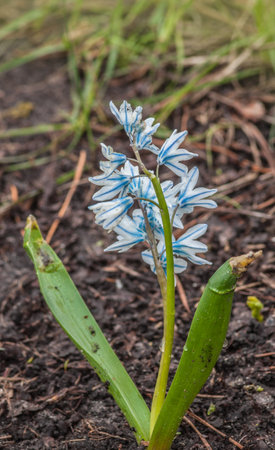 Blooming striped squill (Puschkinia scilloides var. libanotica) after spring rain. Delicate blue flowers with stripes in a fresh garden setting, capturing early seasonal beauty.の写真素材