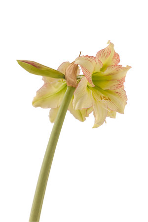 Blooming hippeastrum (amaryllis) Yellow-red on a white background isolatedの写真素材