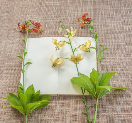 Bloom orange and yellow Lilium martagon or Turk's cap with open notebook, with space for text. Background flat lay for creativity, gardening themes, cover, calendar, banner, blogs, websites.の写真素材