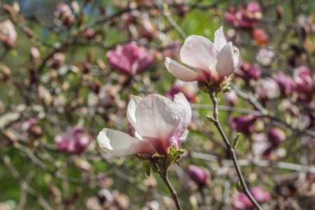 Close-up of beautiful pink and white Magnolia Ã soulangeana flowers in full bloom. Soft focus background with more blossoms. Springtime in Kyiv, Ukraine (April).の写真素材