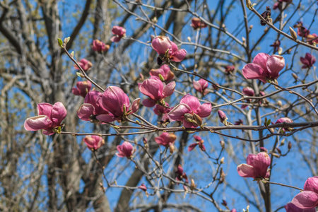 Profusion of vibrant purple-pink Magnolia liliiflora flowers blooming on branches against a blue sky and bare tree trunks. Captures the beauty of springtimeの写真素材