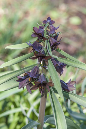 Rare Fritillaria sewerzowii or Korolkowia flowering in early spring sunlight. Maroon bell-shaped blooms and lush foliage in a seasonal garden setting. April bloom on naturalistic flowerbed.の写真素材