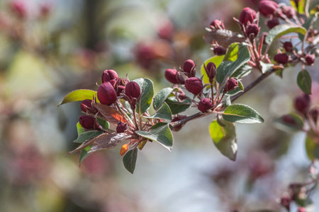 Close-up of dark pink plum blossoms (likely Prunus mume, Japanese apricot or ume) on a branch with green leaves. Soft focus background. Springtime in Kyiv (April).の写真素材