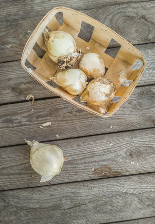 Overhead view (flat lay) of Fritillaria persica bulbs in a small woven basket and one bulb on rustic wooden planks. Ample copy space available. Ready for autumn planting.の写真素材