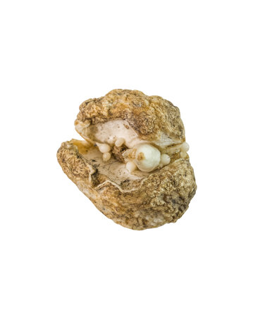 Close-up of a damaged Fritillaria acmopetala bulb isolated on white, showing vigorous growth of numerous small offsets. Illustrates plant resilience and vegetative propagation after injury.の写真素材