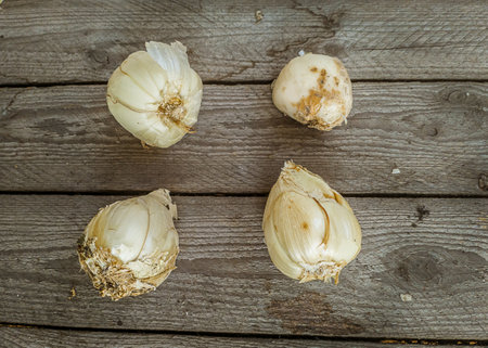 Overhead view (flat lay) of four Fritillaria persica bulbs with their characteristic light color and shape, arranged on rustic wooden planks. Ready for autumn planting. Ample copy space.の写真素材