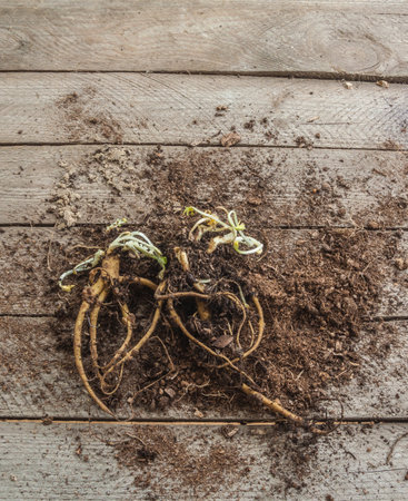 Dug perennial poppy roots with new shoots on rustic wood. Overhead view, ample copy space above. Spring gardening concept.の写真素材