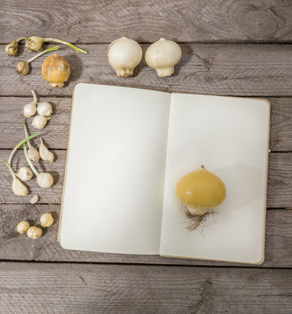 Overhead flat lay: dormant Allium bulbs (late autumn planting) by open notebook with blank pages for copy space. Gardening challenges and planning concept.の写真素材