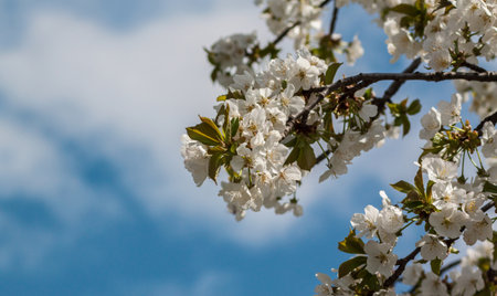 Beautiful sakura (cherry blossom) flowers blooming against a blue sky in April. Ample copy space on the left. Ideal background for calendars, covers, and social media use.の写真素材