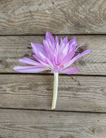 Single Colchicum flower, a unique double lilac variety, resting on rustic wooden planks. Photographed during its autumn blooming season.の写真素材