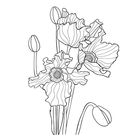 Vector illustration with poppy in black and white colors. Elegant floral element for design. It can be used for decorating of invitations, greeting cards, decoration for bags, t-shirt, coverのイラスト素材