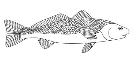 Detailed ornamental sketch of a fish, Hand drawn zentangle for adult anti stress. Coloring page with high details isolated on white background. Zentangle pattern for relax and meditation.のイラスト素材